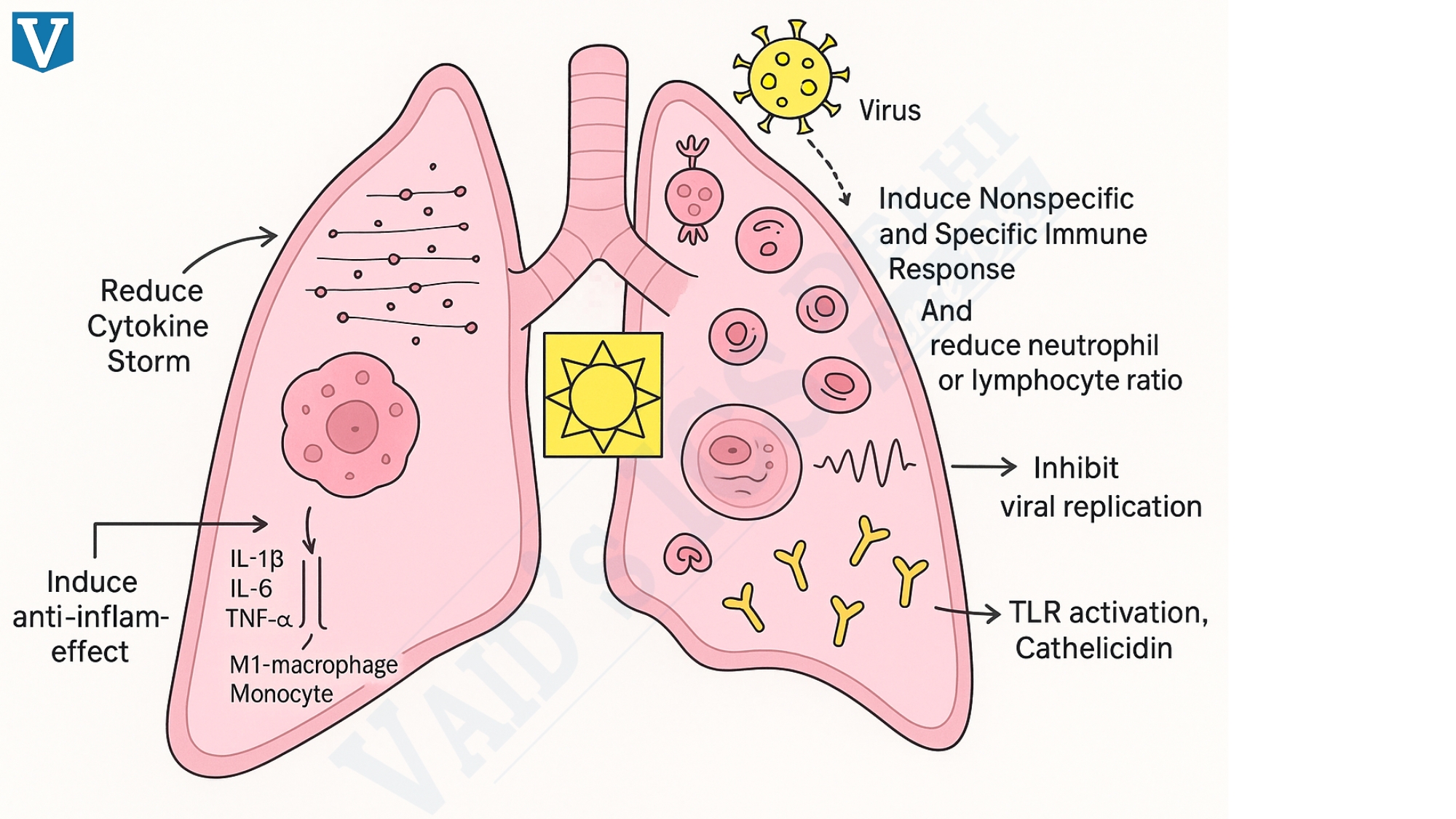 How Laureates Uncovered the Body’s Immune Watchdogs